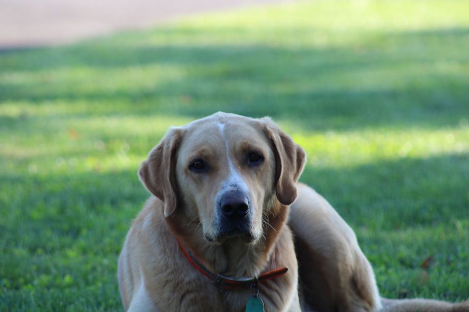 Yellow Labrador lying on green grass, looking at the camera in soft sunlight. Yellow Labrador lying on green grass, looking at the camera in soft sunlight.