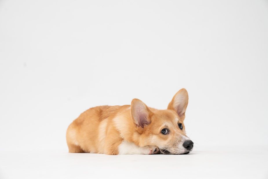 Tan corgi lying down on a white background, looking forward. Tan corgi lying down on a white background, looking forward.