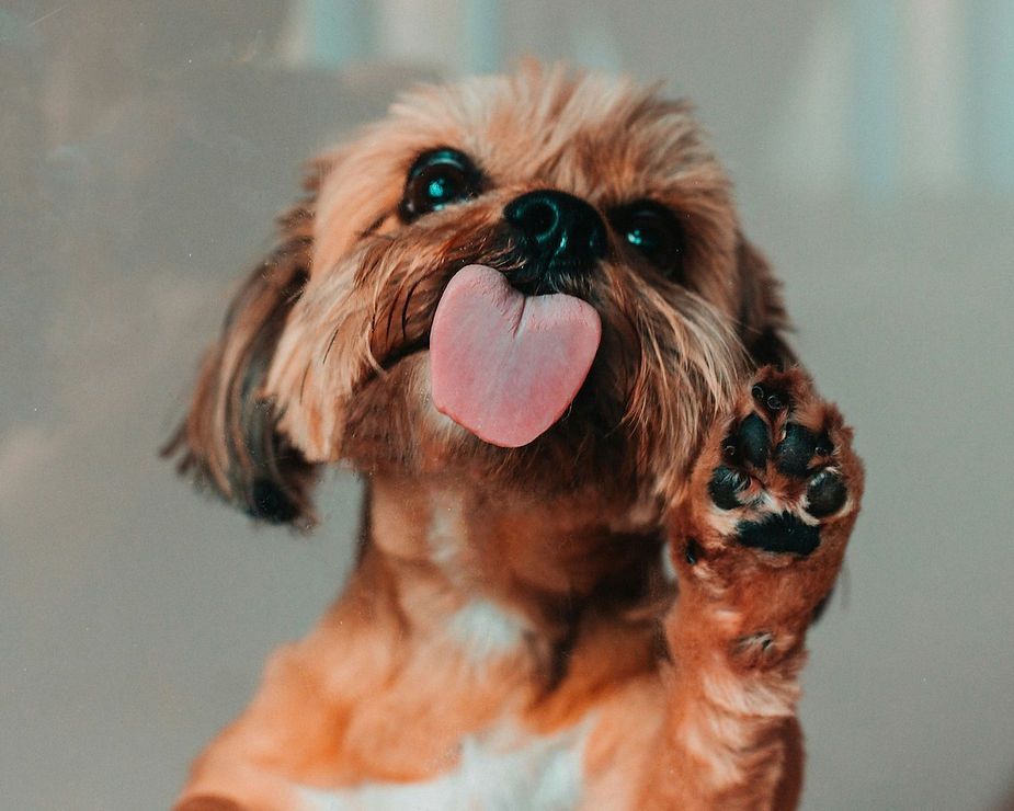 Small fluffy brown dog with tongue out, raising a paw against a soft blurred background Small fluffy brown dog with tongue out, raising a paw against a soft blurred background
