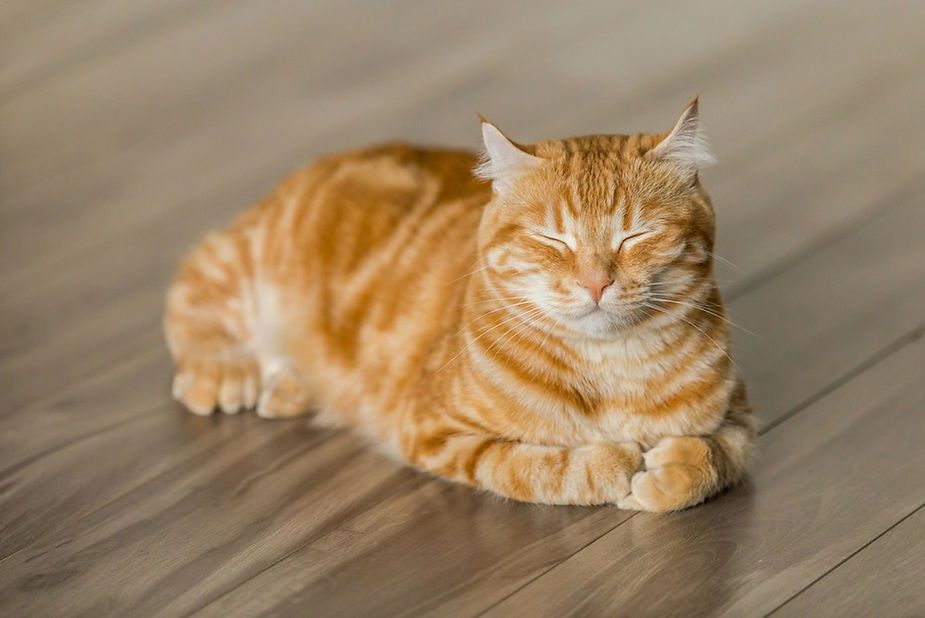 Orange tabby cat resting on a wooden floor with eyes closed