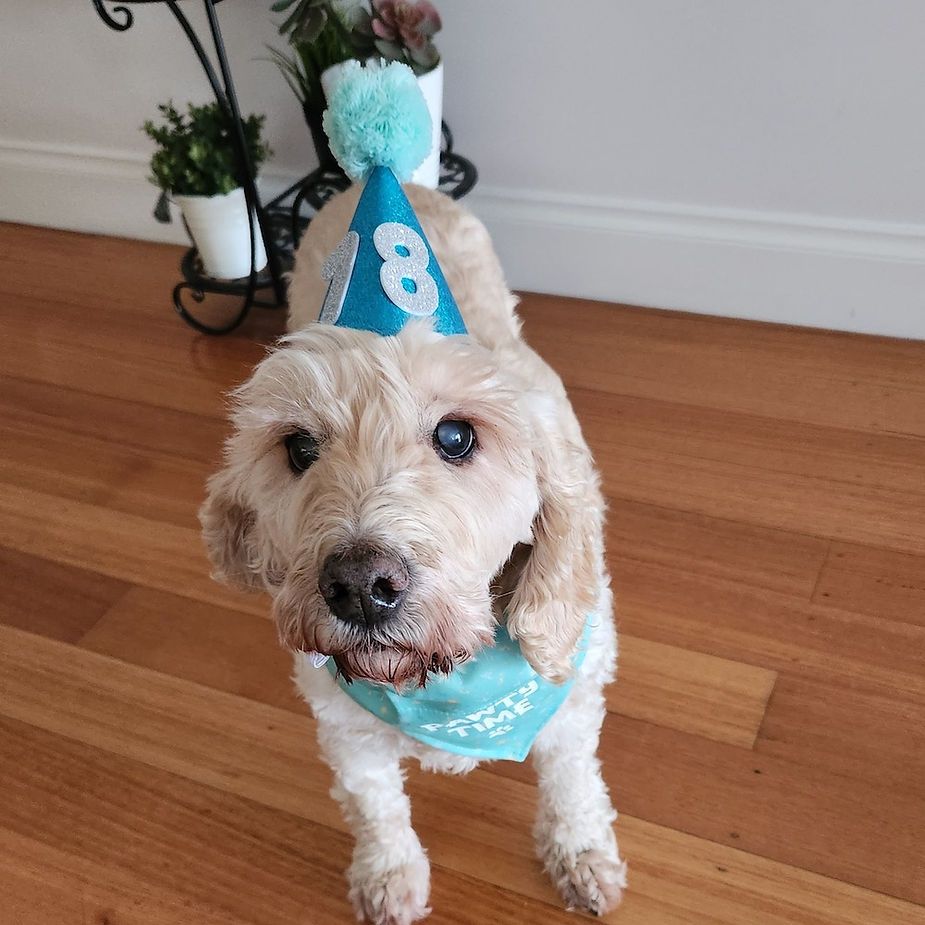 Small tan dog wearing a blue birthday hat and bandana, standing on a hardwood floor. Small tan dog wearing a blue birthday hat and bandana, standing on a hardwood floor.