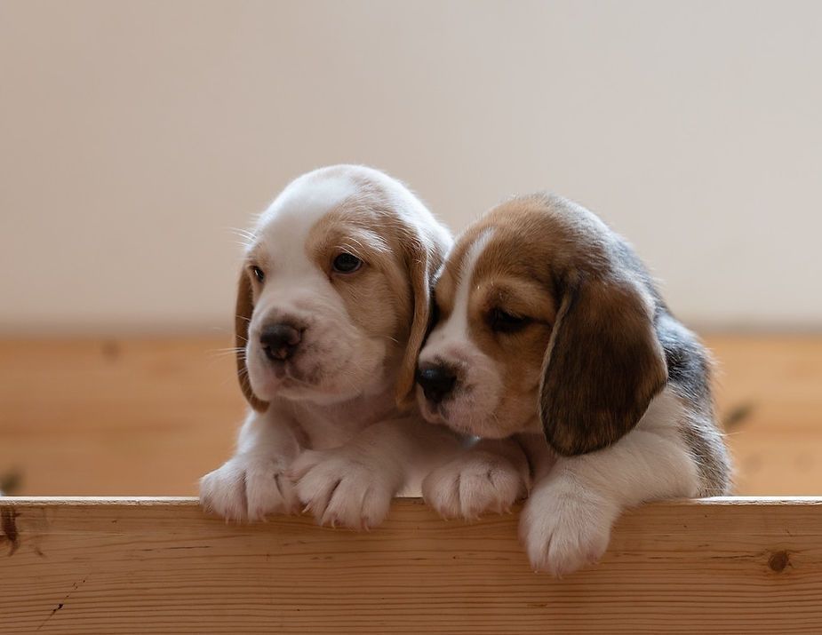 Two beagle puppies leaning on a wooden ledge, one white and one brown, in soft indoor light Two beagle puppies leaning on a wooden ledge, one white and one brown, in soft indoor light