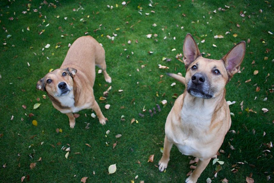 Two small dogs standing on grass, looking up at the camera. Two small dogs standing on grass, looking up at the camera.