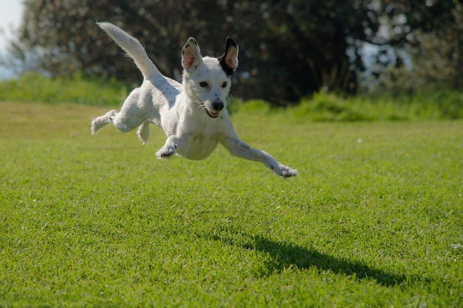 White dog leaping over green grass in a sunny park White dog leaping over green grass in a sunny park