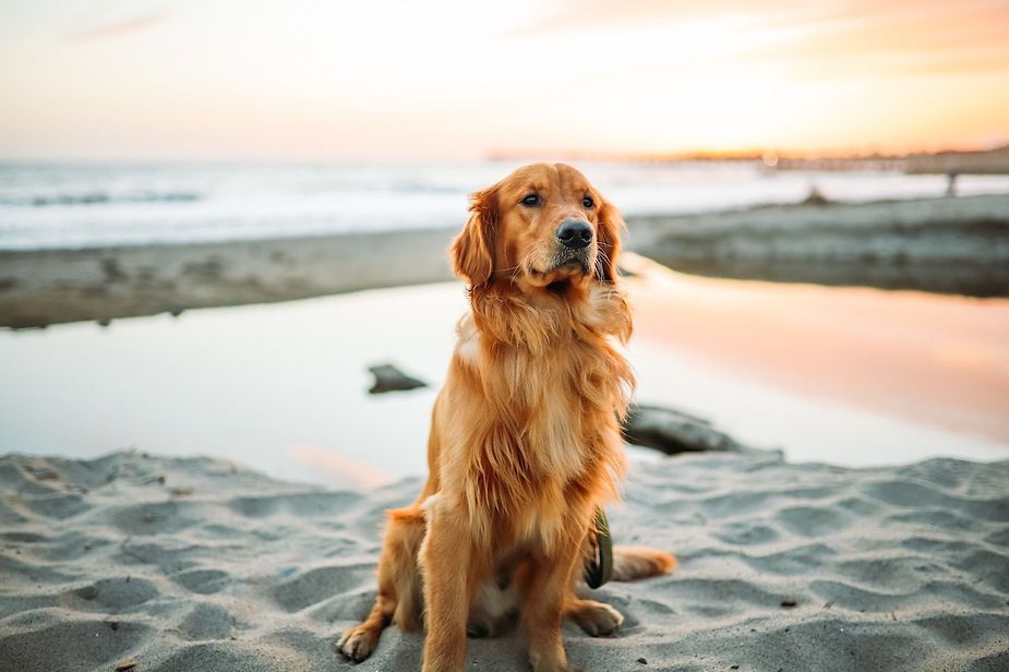 Golden retriever sitting on a sandy beach at sunset, with calm water in the background