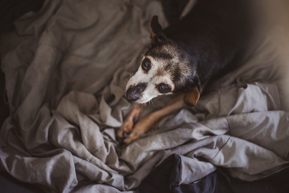 Small dog curled on wrinkled gray bedding, looking up with bright eyes. Small dog curled on wrinkled gray bedding, looking up with bright eyes.