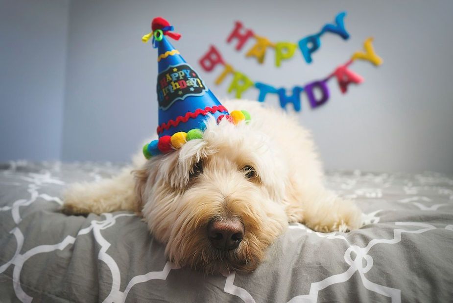 Fluffy dog wearing a birthday hat лежing on a bed with a colorful “Happy Birthday” banner behind it