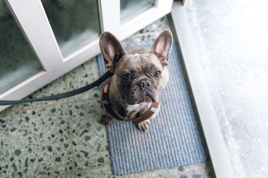 Small brindle dog looking up on a doorstep beside a glass door and doormat Small brindle dog looking up on a doorstep beside a glass door and doormat