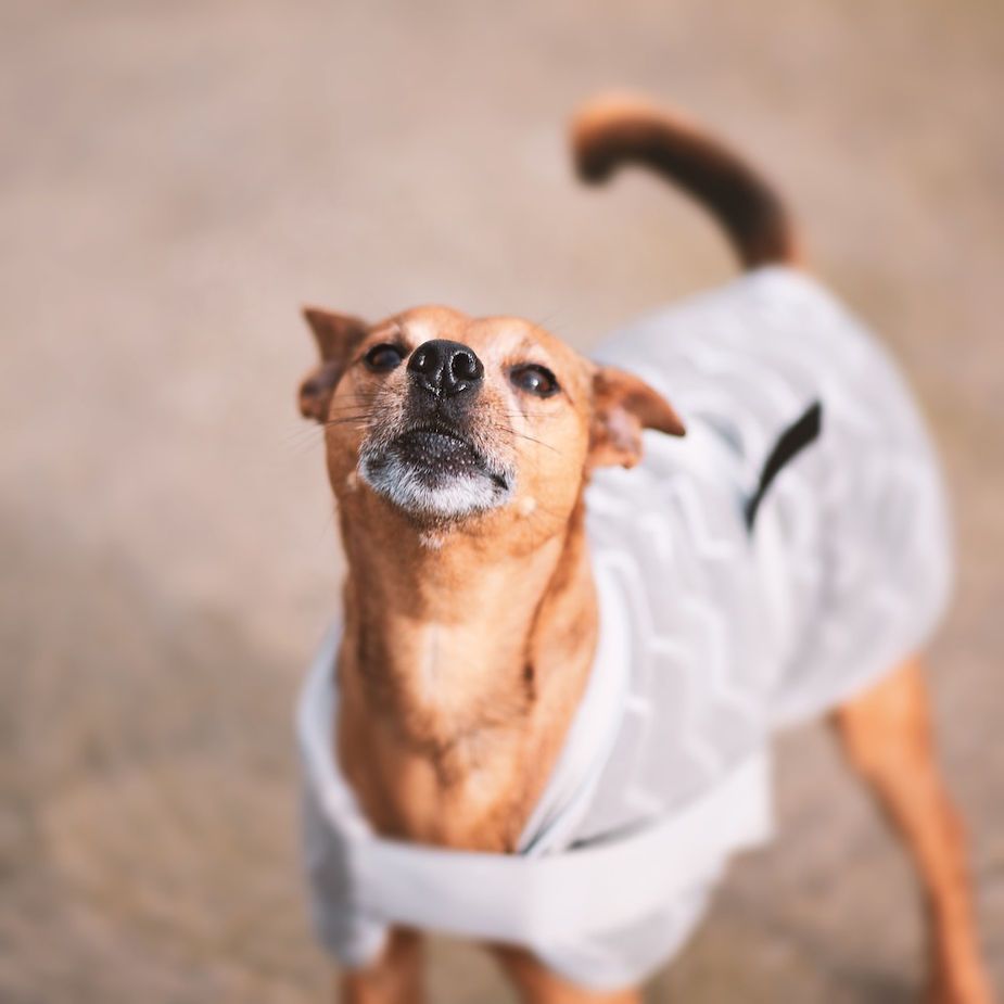 Small tan dog in a white shirt standing and looking up with its tail raised Small tan dog in a white shirt standing and looking up with its tail raised