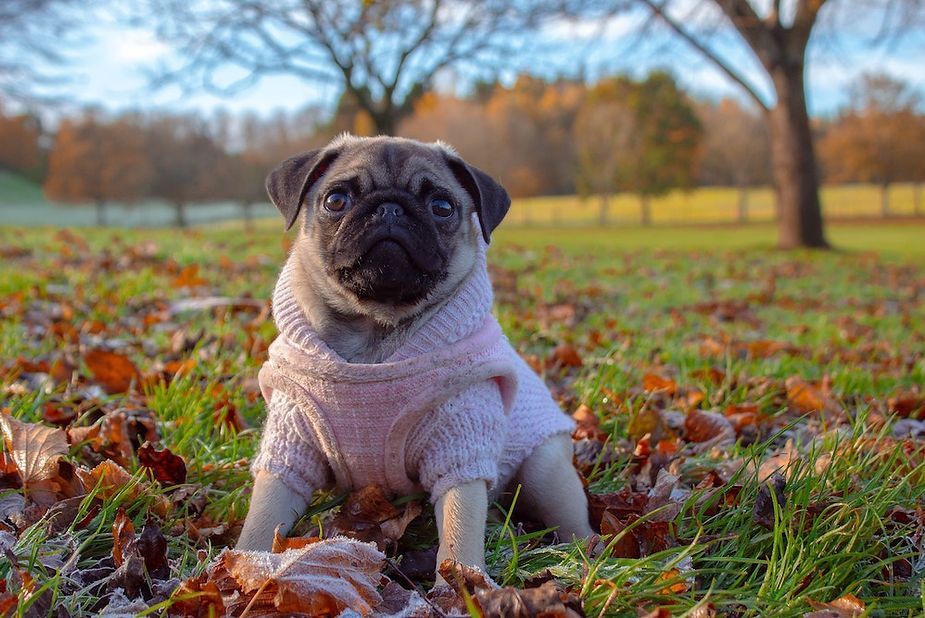 Pug sitting in a grassy autumn park with fallen leaves and trees in the background Pug sitting in a grassy autumn park with fallen leaves and trees in the background