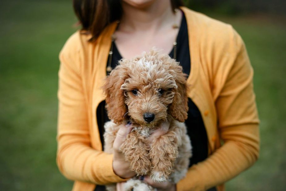 Person holding a small curly-haired puppy in a mustard sweater, outdoors on a blurred green background Person holding a small curly-haired puppy in a mustard sweater, outdoors on a blurred green background