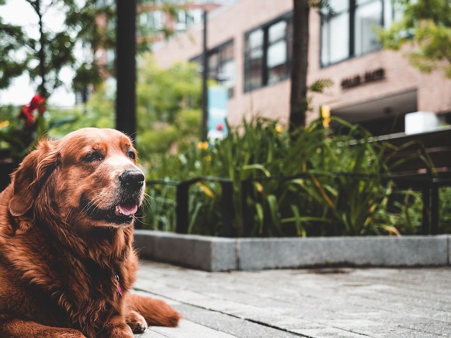 Golden retriever lying on a city sidewalk beside plants and a building, looking content Golden retriever lying on a city sidewalk beside plants and a building, looking content