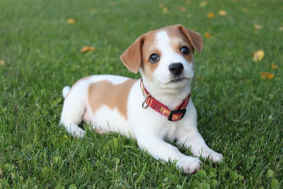 Small white-and-brown puppy lying on green grass wearing a red collar Small white-and-brown puppy lying on green grass wearing a red collar