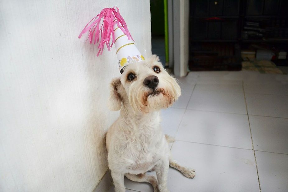 Small white dog wearing a pink party hat sits indoors by a wall and looks up at the camera.