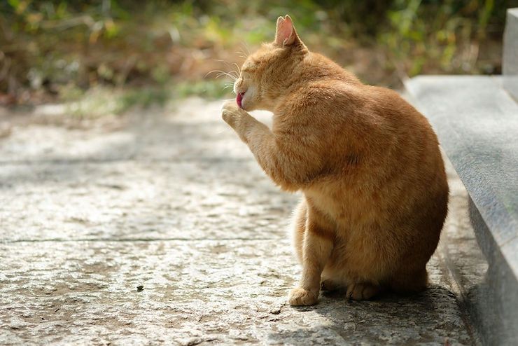 Orange cat grooming itself on a stone step outdoors