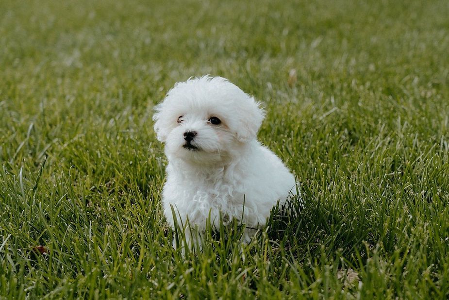 Small white puppy sitting in green grass Small white puppy sitting in green grass