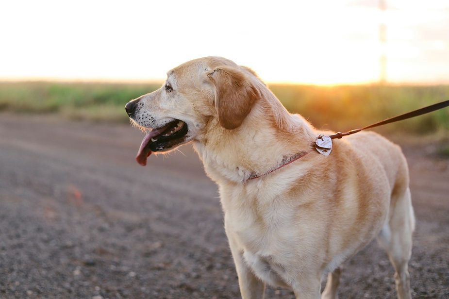 Yellow Labrador on a leash standing on a gravel road at sunset, looking left with tongue out Yellow Labrador on a leash standing on a gravel road at sunset, looking left with tongue out