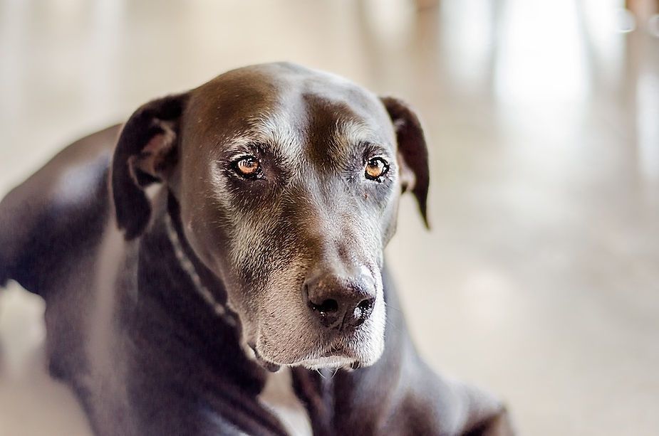 Close-up of a black dog with a gray muzzle lying indoors, looking at the camera. Close-up of a black dog with a gray muzzle lying indoors, looking at the camera.