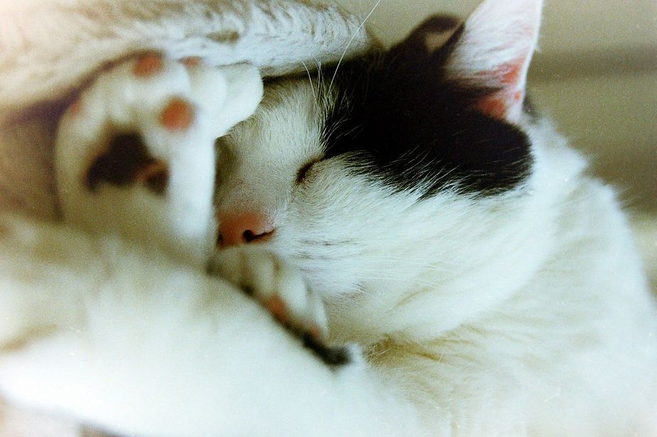 Sleeping black-and-white cat curled up under a soft blanket Sleeping black-and-white cat curled up under a soft blanket