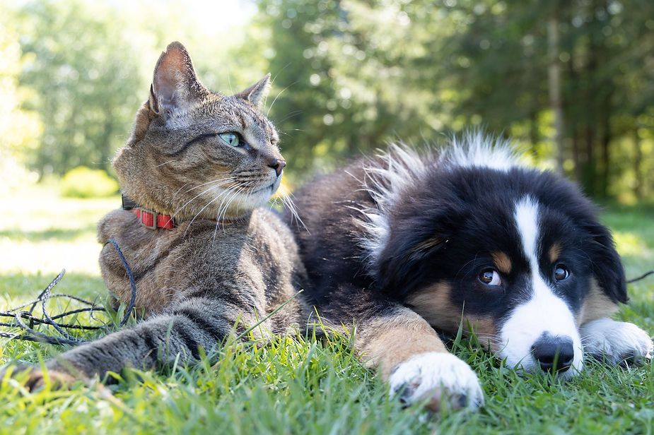 Tabby cat and black-and-white puppy lying in grass outdoors, both relaxed in sunlight Tabby cat and black-and-white puppy lying in grass outdoors, both relaxed in sunlight