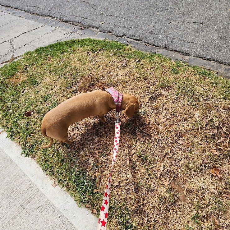 Brown dog in a pink harness sniffing dry grass by a sidewalk, on a red-and-white leash