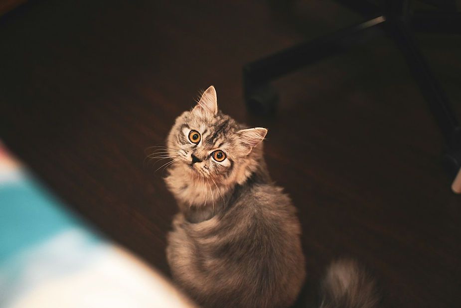 Fluffy tabby cat looking up in warm, dim light Fluffy tabby cat looking up in warm, dim light