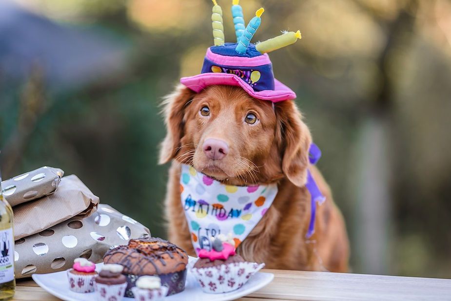 Brown dog wearing a colorful party hat and bandana beside cupcakes on a table