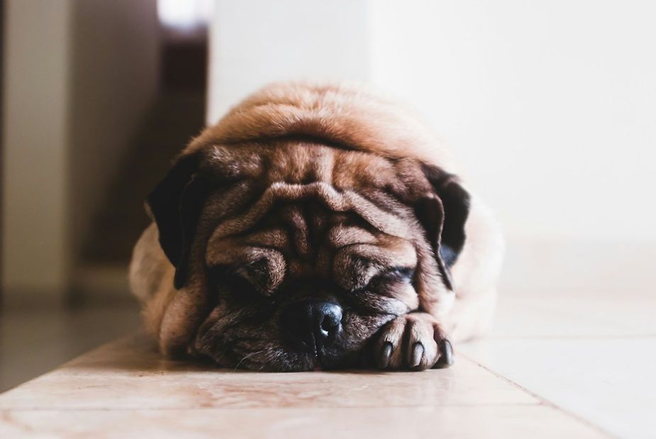 Sleeping wrinkly pug on a sunlit floor Sleeping wrinkly pug on a sunlit floor