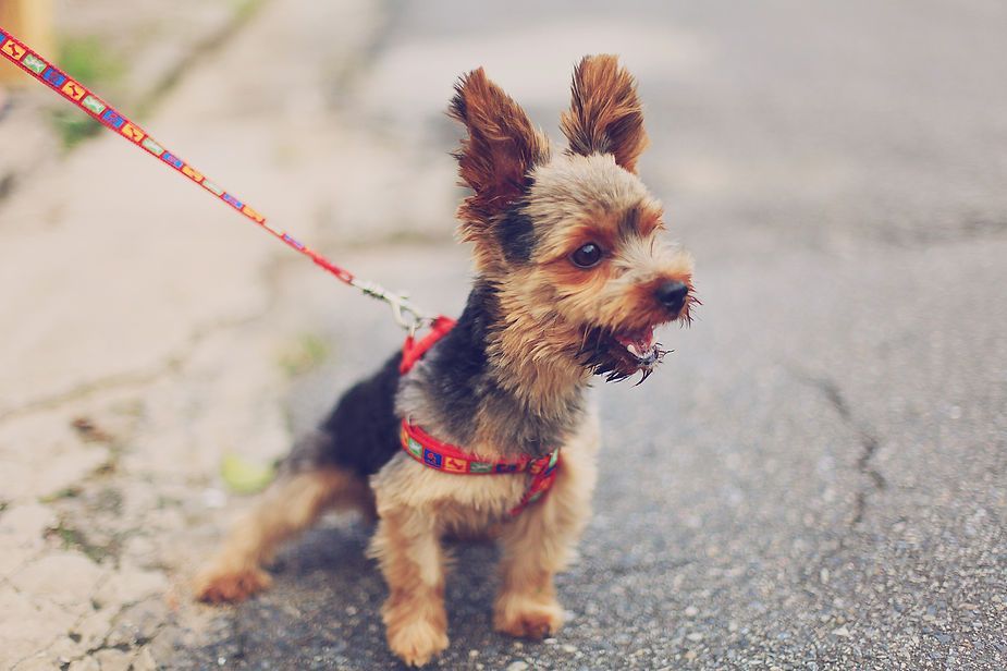 Small brown dog in a red harness standing on a leash on pavement Small brown dog in a red harness standing on a leash on pavement