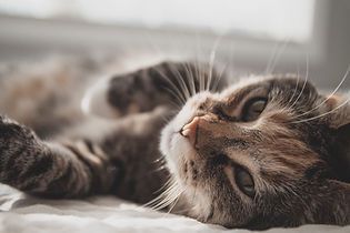 Tabby cat lying on a bed, looking relaxed in soft light