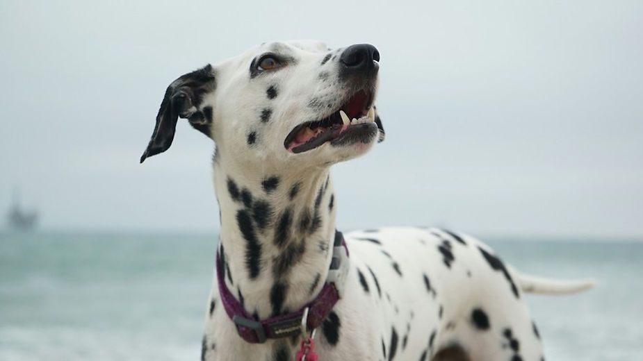 Dalmatian dog on a beach, looking up with mouth open and sea in the background Dalmatian dog on a beach, looking up with mouth open and sea in the background