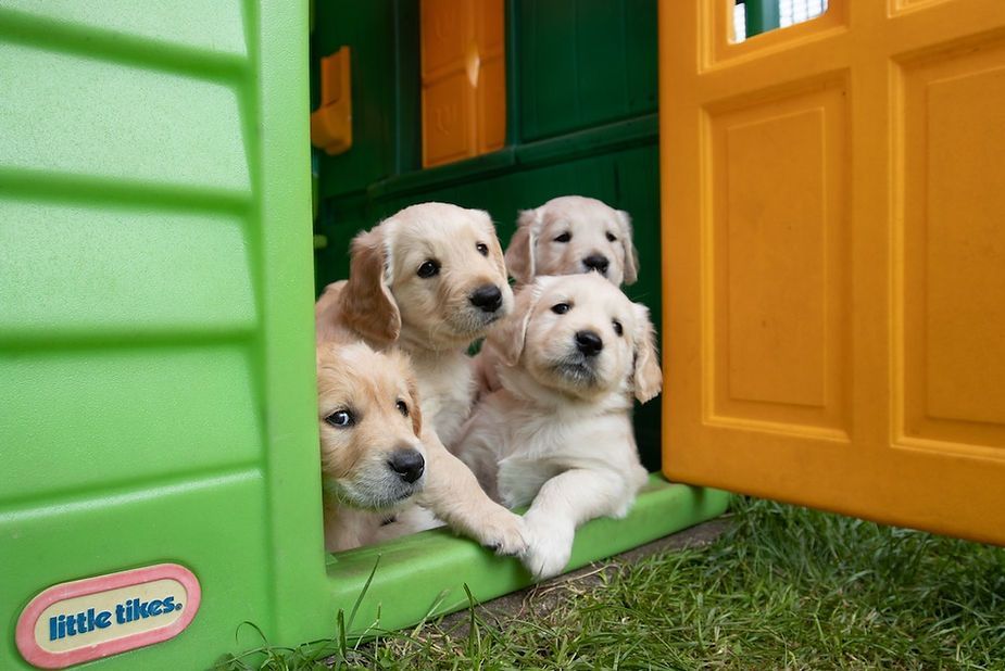 Four fluffy puppies peeking from a green and orange Little Tikes playhouse doorway