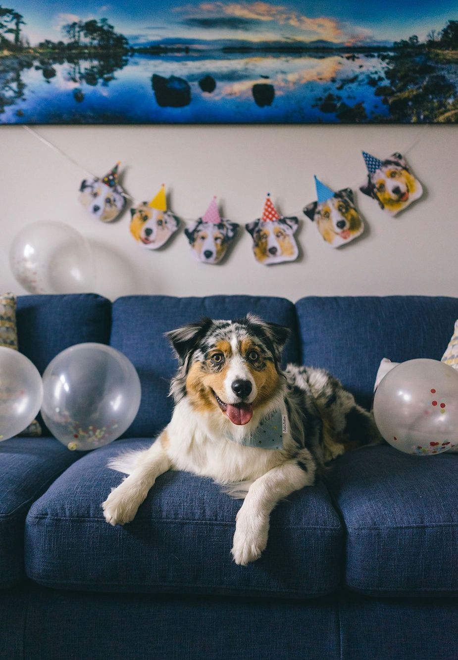 Dog sitting on a blue couch with party hat, balloons, and festive dog banner on the wall