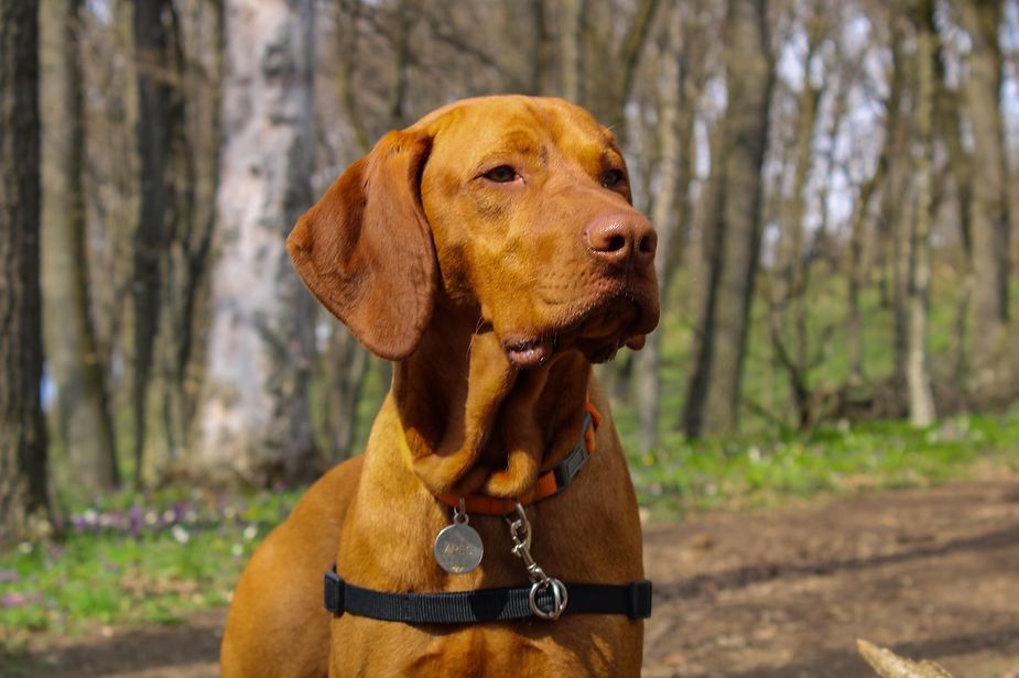 Brown dog wearing a harness and tags, standing on a forest path with trees in the background Brown dog wearing a harness and tags, standing on a forest path with trees in the background