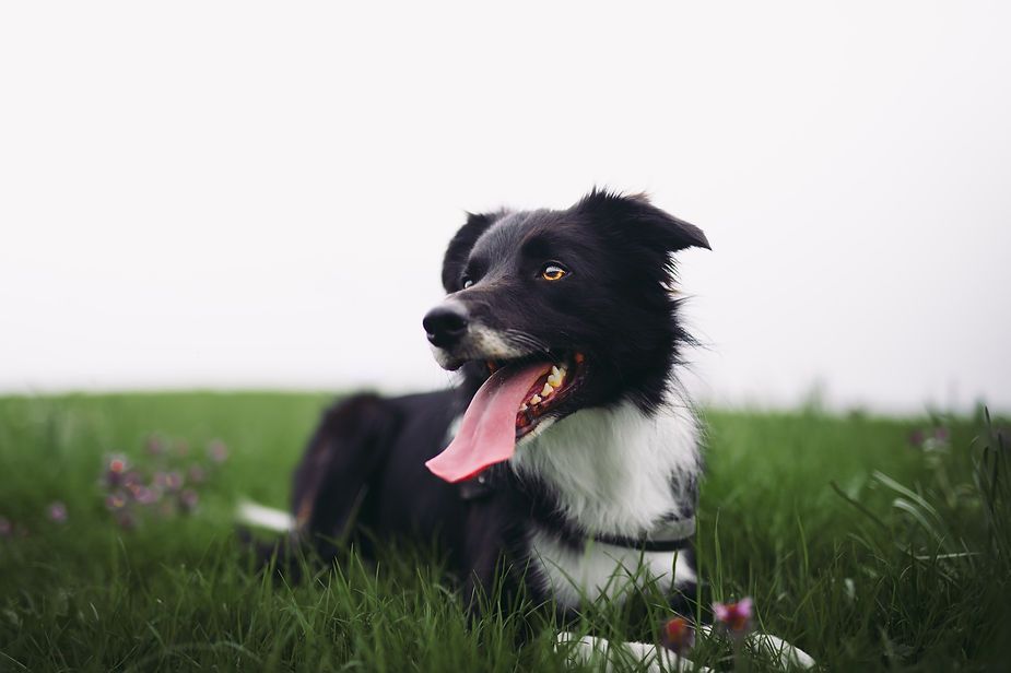 Black-and-white dog lying in grass with tongue out, looking to the side