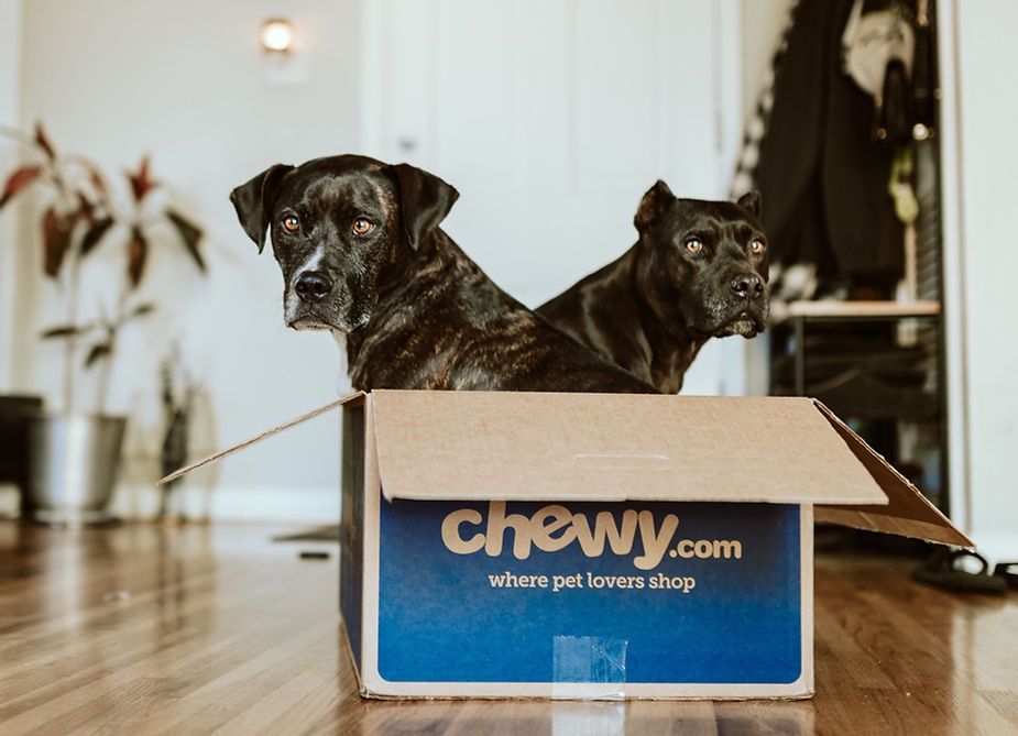 Two black dogs in a Chewy.com box on a wooden floor indoors