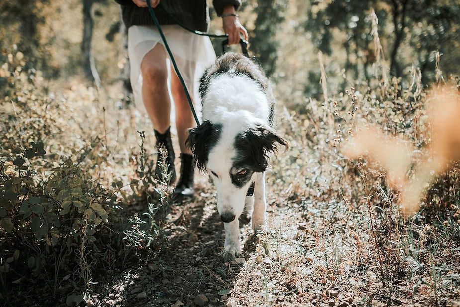 Person walking a black-and-white dog on a leash through a grassy field Person walking a black-and-white dog on a leash through a grassy field