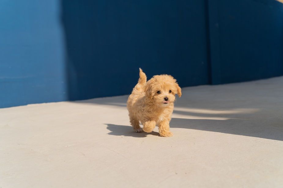 Small tan puppy standing on a sunlit patio against a blue wall. Small tan puppy standing on a sunlit patio against a blue wall.