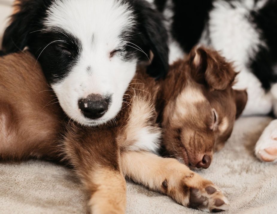 Three sleeping puppies, one black-and-white and one brown, cuddled on a soft blanket Three sleeping puppies, one black-and-white and one brown, cuddled on a soft blanket