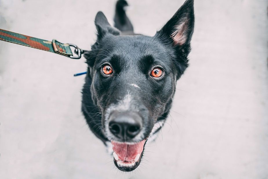Black dog on a leash looking at the camera with mouth open against a light background Black dog on a leash looking at the camera with mouth open against a light background