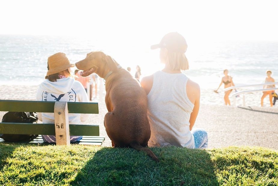 People and a dog on a sunny beach, seated on a bench overlooking the ocean People and a dog on a sunny beach, seated on a bench overlooking the ocean