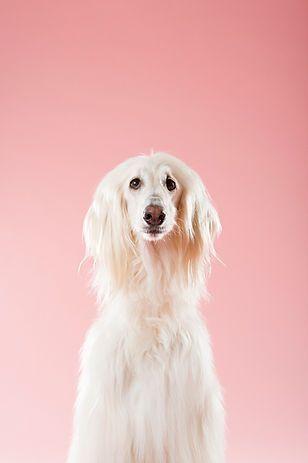 White long-haired dog sitting against a pink background