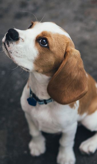 Brown and white beagle looking up, wearing a blue collar on a dark pavement background