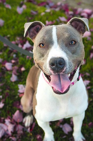Brown-and-white pit bull smiling on a leash in a flower garden