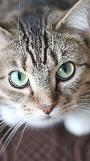 Close-up of a tabby cat with green eyes and a white muzzle looking at the camera