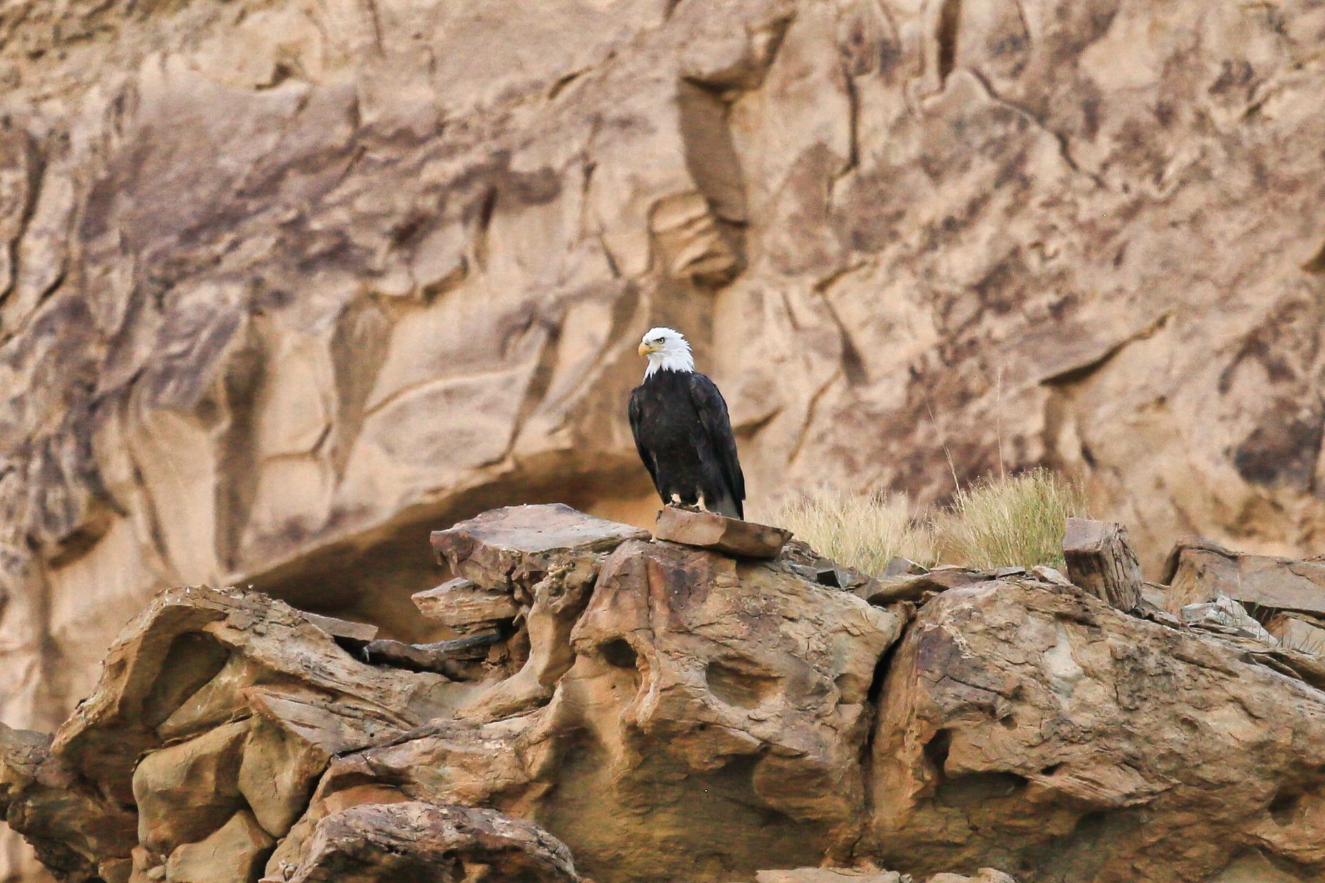 Bald eagle perched on a rocky cliff, dark plumage, white head, brown rock background.