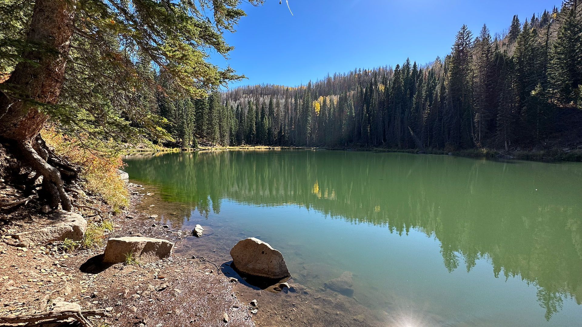 A serene lake surrounded by evergreen trees under a clear blue sky.