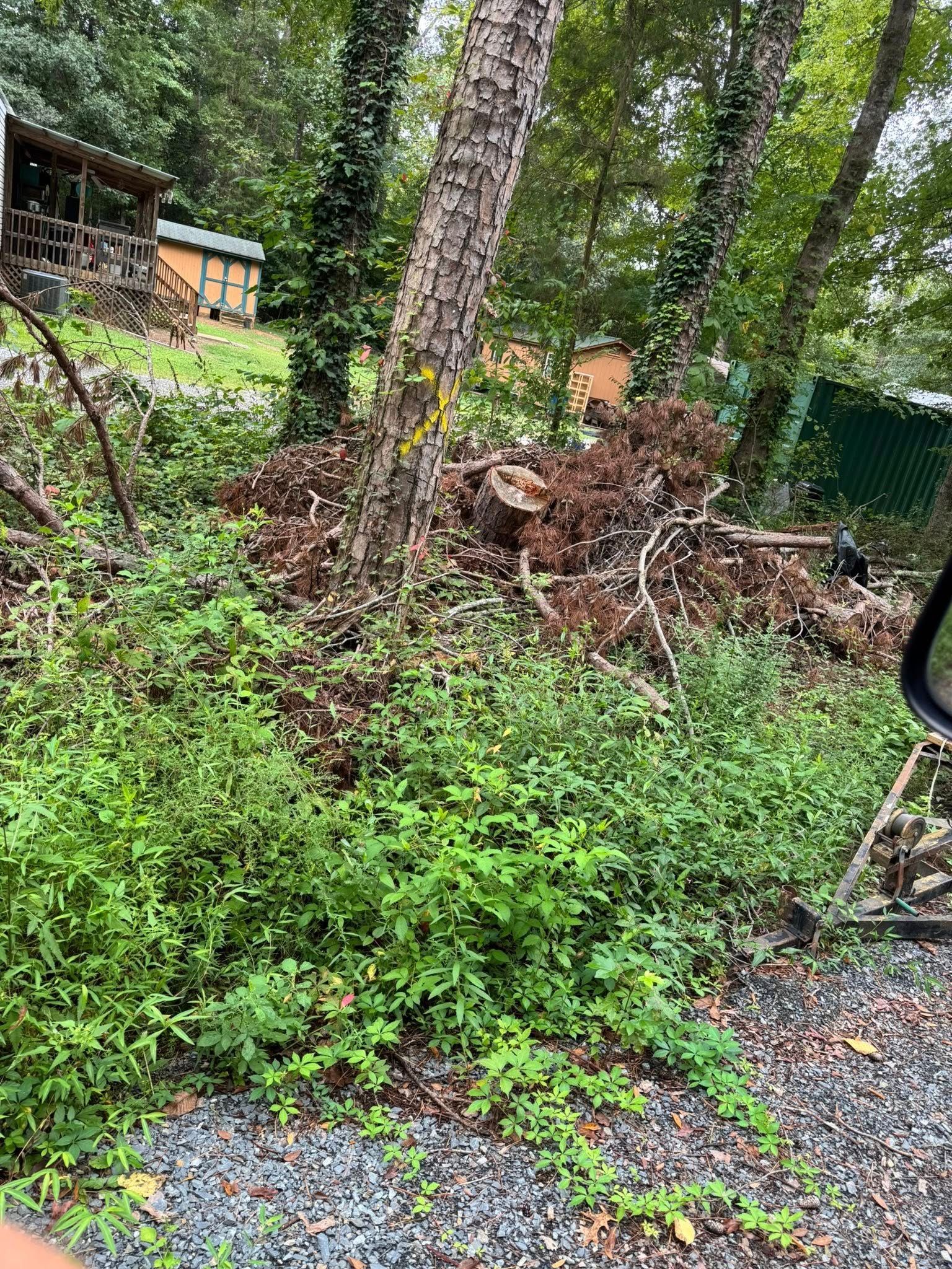 Overgrown yard with tall trees, shrubs, and a pile of cut branches beside a gravel path