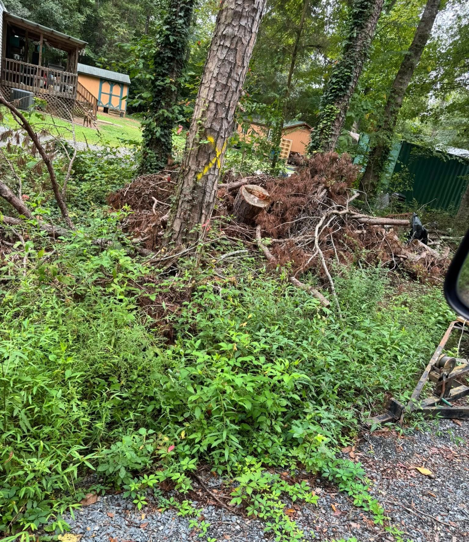 Overgrown green brush beside tree trunks and a gravel path in a wooded yard