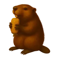Brown beaver holding and eating a corn cob on a white background